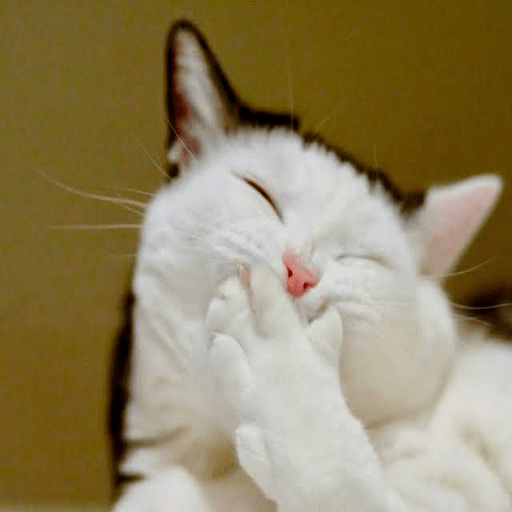 📲🐱Gatitos Para Tu Chat🐱📲 1