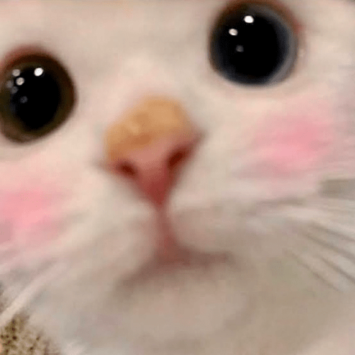 📲🐱Gatitos Para Tu Chat🐱📲 10