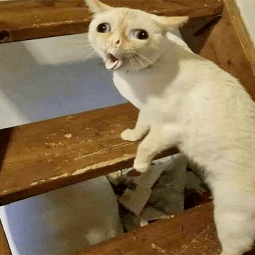 📲🐱Gatitos Para Tu Chat🐱📲 12
