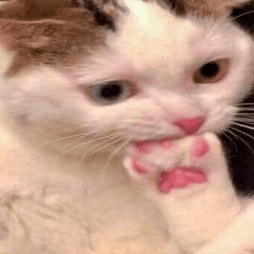 📲🐱Gatitos Para Tu Chat🐱📲 8