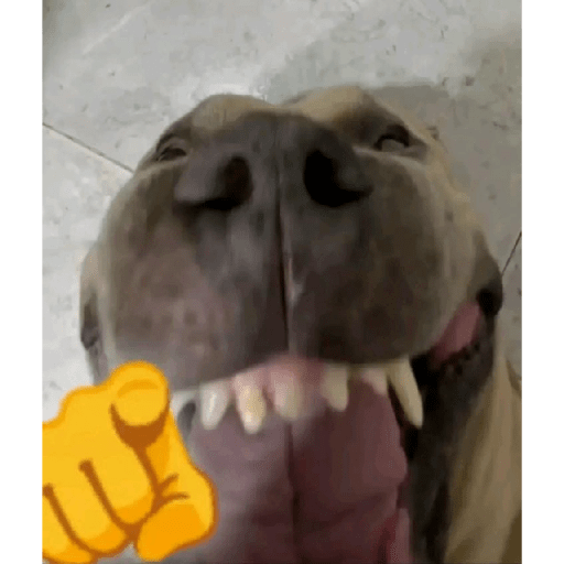 Gogogogogogo 29