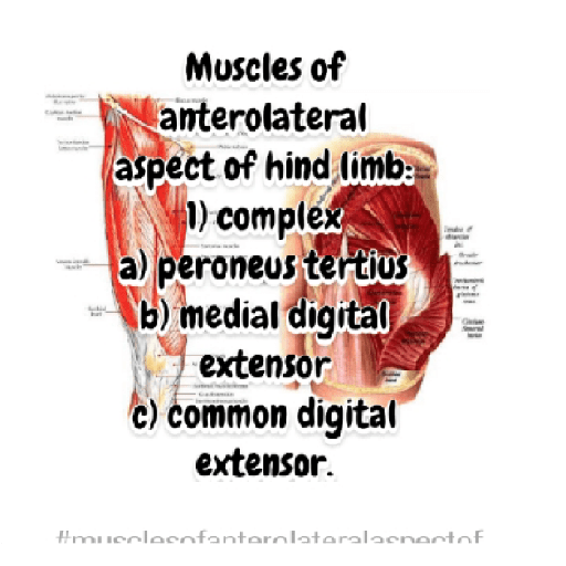 Muscles anatomy