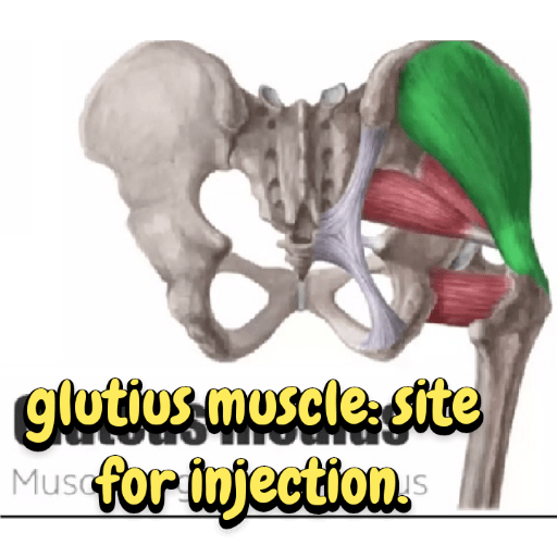 Muscle Anatomy