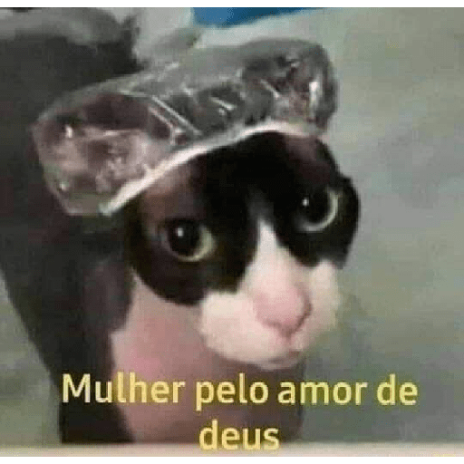 Melhores reações 12
