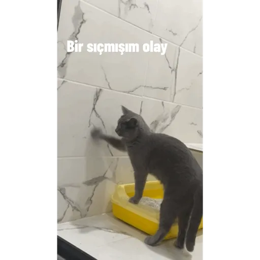 Çıkartmalarım 3