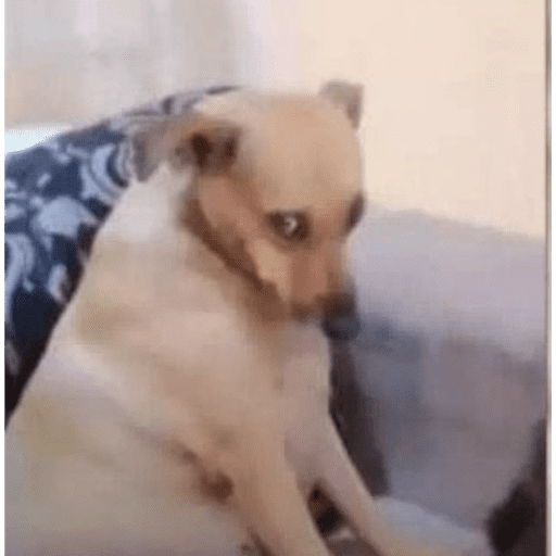 Dogs 1