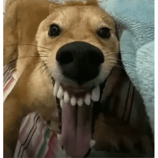 Dogs 6