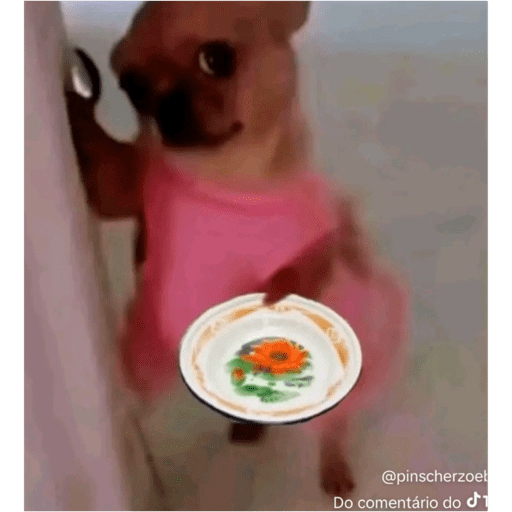 Dogs 15