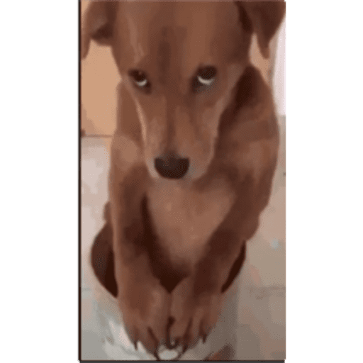 Dogs 4