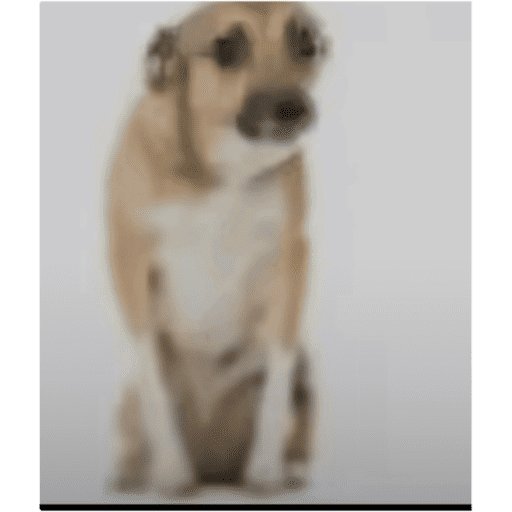 Dogs 12