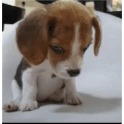 Dogs 2