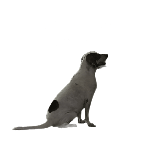 Bingo 2