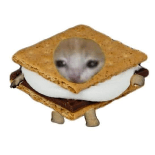 Gato comida 5