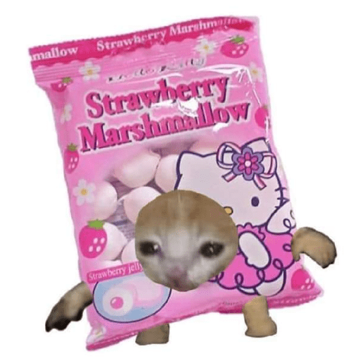 Gato comida 14