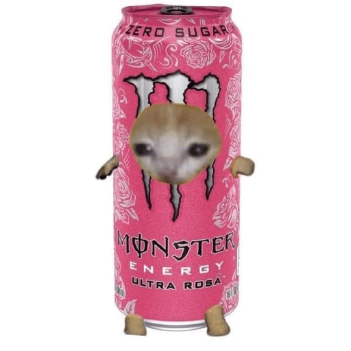 Gato comida 15