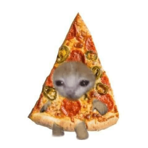Gato comida 26
