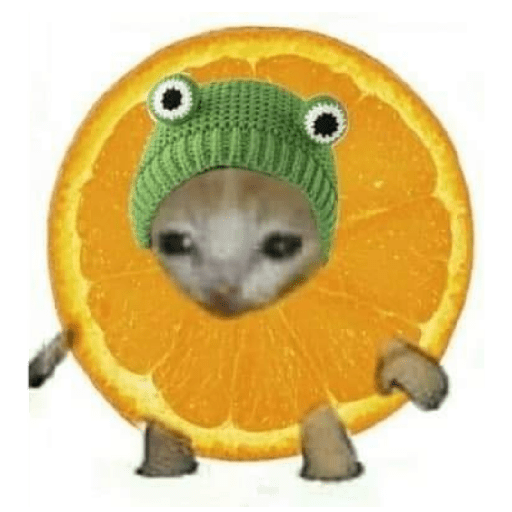 Gato comida 3