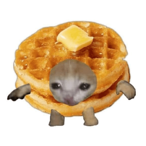 Gato comida 12