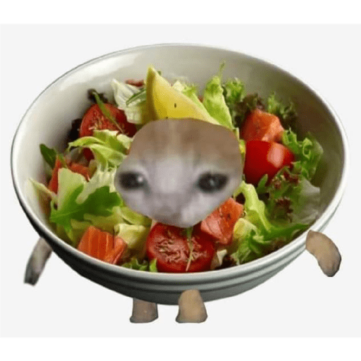 Gato comida 30