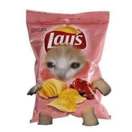 Gato comida 11
