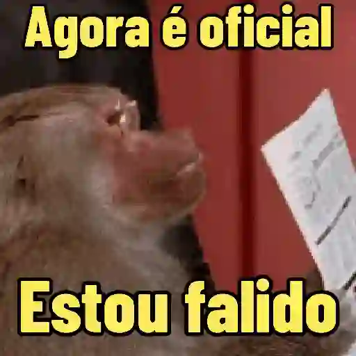 MEMES DE MACACO 🐒 6
