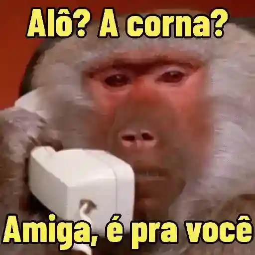 MEMES DE MACACO 🐒 8