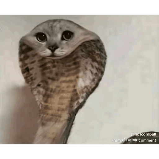 .:(). 6