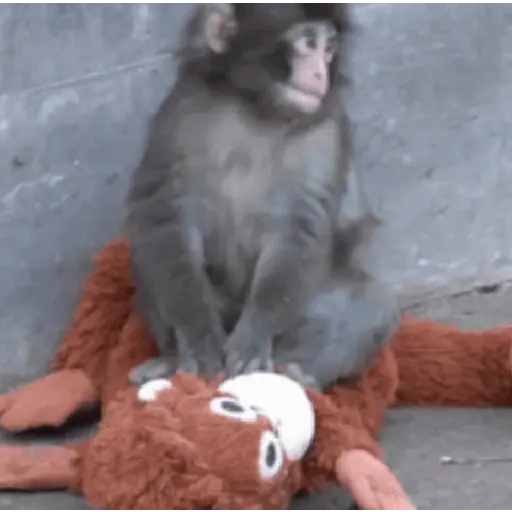 Կպչուն պիտակ