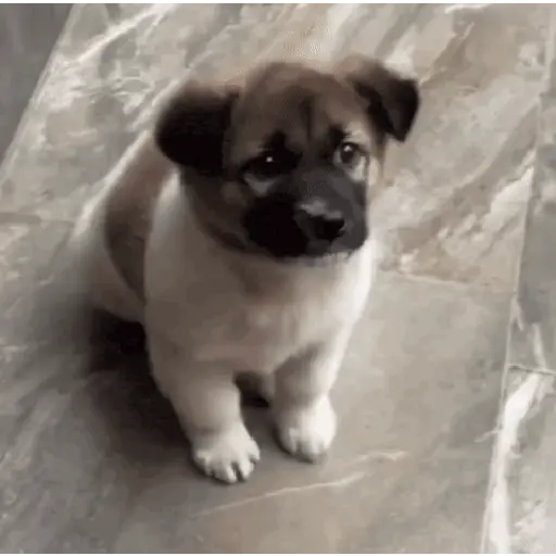 Կպչուն պիտակ