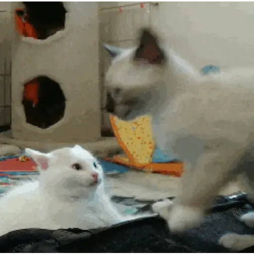 GATOS animados 🐈🐈⬛🐾 13