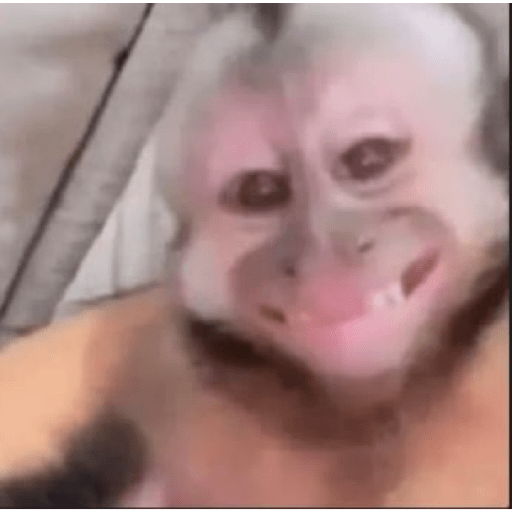 Macaquinhos fofos 1