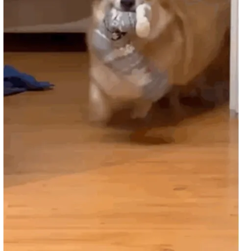 Corgis