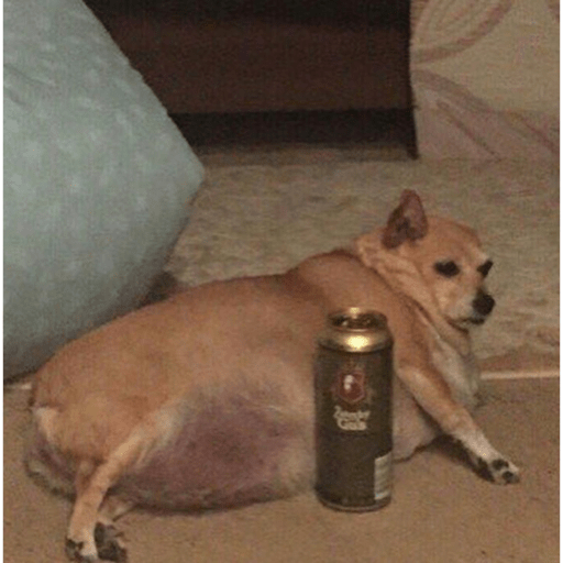 Perros chistosos😽