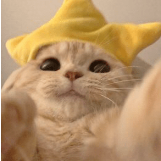 MEMES GATITOS 7🥰🤩 6