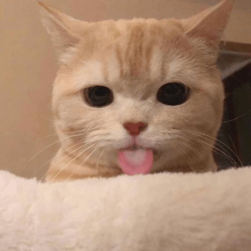 MEMES GATITOS 7🥰🤩 11