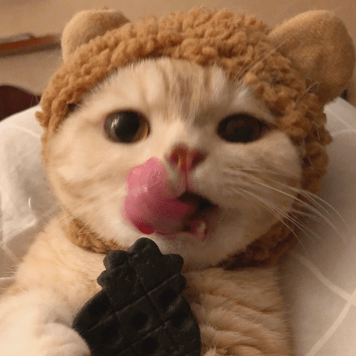 MEMES GATITOS 7🥰🤩 13