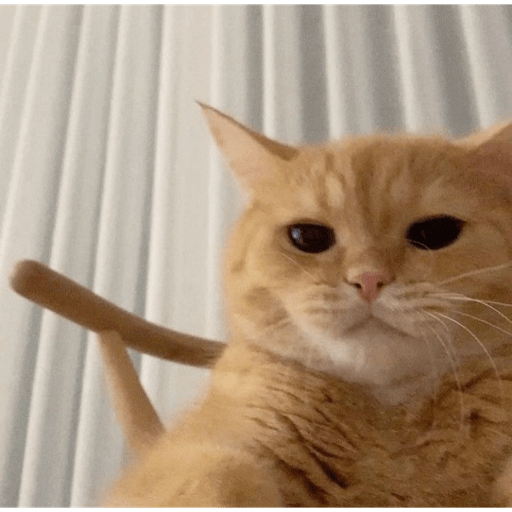 MEMES GATITOS 7🥰🤩 4