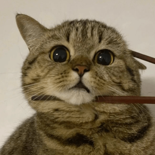 MEMES GATITOS 7🥰🤩 1
