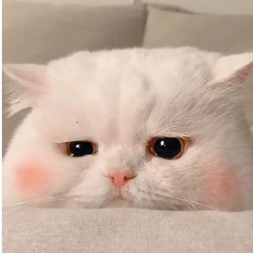 MEMES GATITOS 7🥰🤩 9