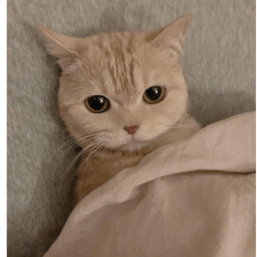 MEMES GATITOS 7🥰🤩 14