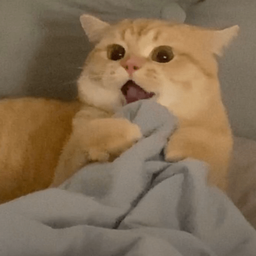 MEMES GATITOS 7🥰🤩 2