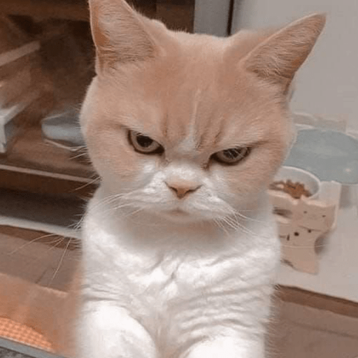 MEMES GATITOS 7🥰🤩 10