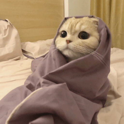 MEMES GATITOS 7🥰🤩 7