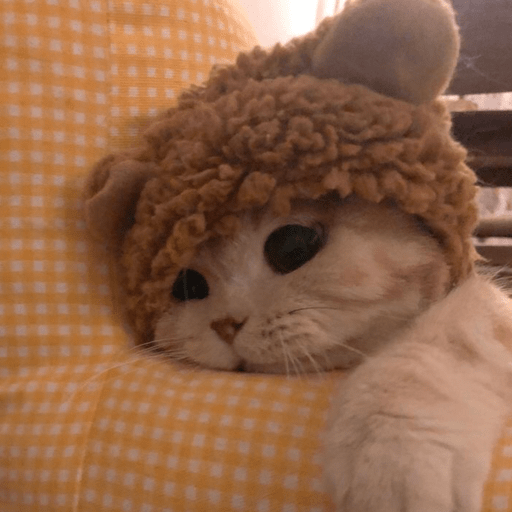 MEMES GATITOS 7🥰🤩 8