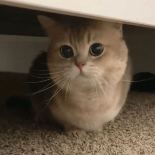 MEMES GATITOS 7🥰🤩 15