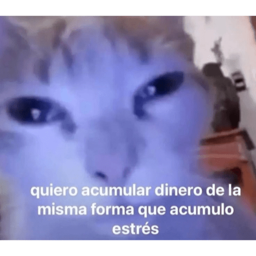 Gaticos memes 😵‍💫