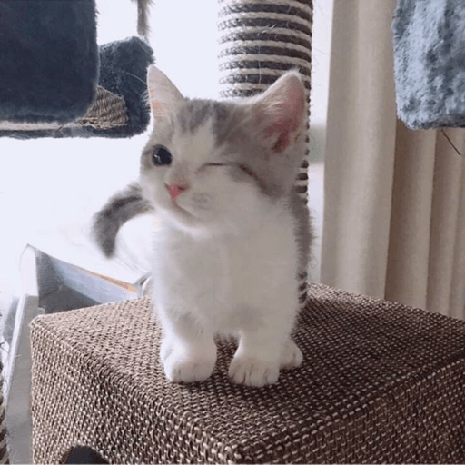 MEMES GATITOS 10😍 2