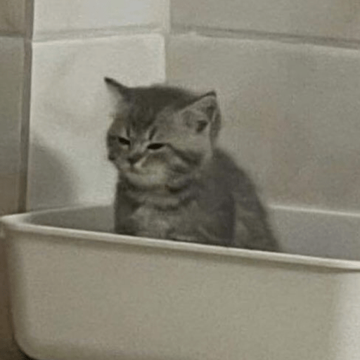 MEMES GATITOS 10😍 8