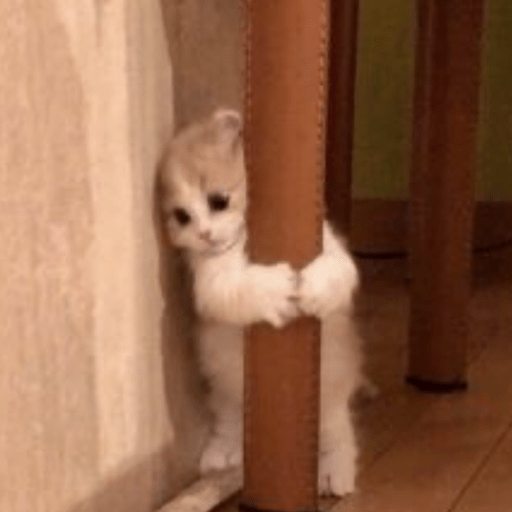 MEMES GATITOS 10😍 10