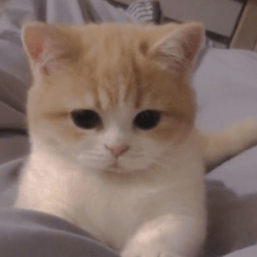 MEMES GATITOS 10😍 6